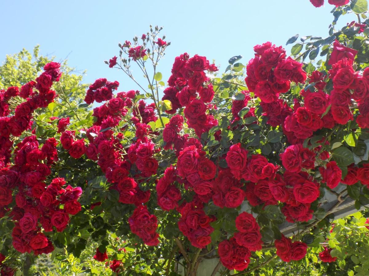 Des Roses Hotel Platanias  Exterior photo